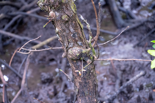 Xylocarpus moluccensis, photograph 2
