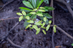Xylocarpus moluccensis