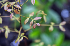(c) Richard Littauer, some rights reserved (CC BY) Xylocarpus moluccensis, photograph (c) Richard Littauer, some rights reserved (CC BY)