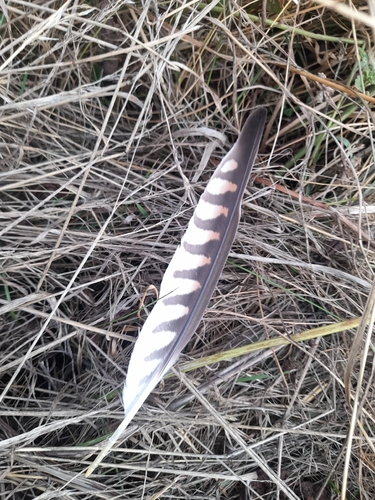 Plume de Faucon crécerelle
