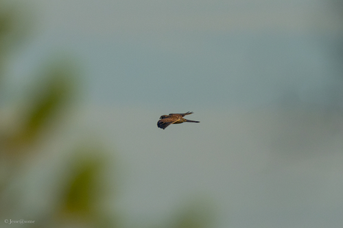 Eurasian Kestrel