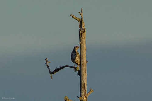 Mistle Thrush