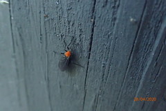 Plecia americana