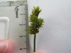 Carex gravida
