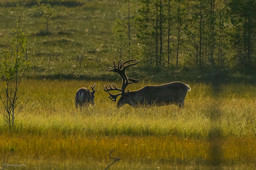 Wild Forest Reindeer