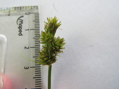 Carex gravida