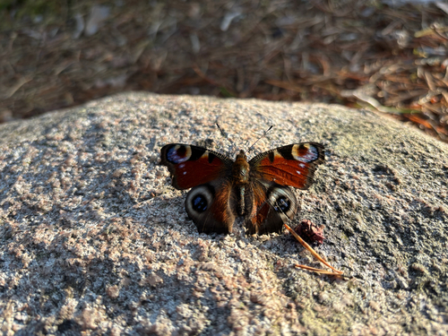 European Peacock Butterfly