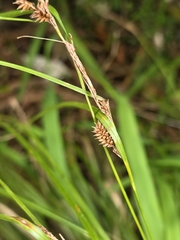 author not stated, no rights reserved Carex dissita, photograph author not stated, no rights reserved