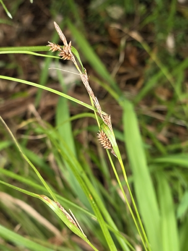 Carex dissita, photograph 5