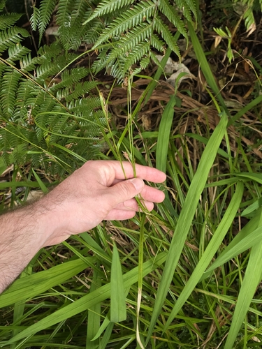 Carex dissita, photograph 6