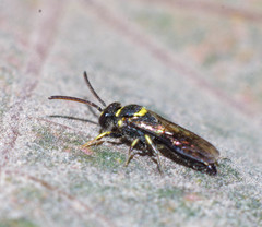 Hylaeopsis