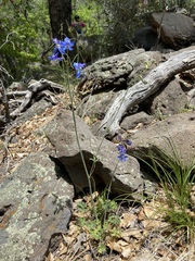 Delphinium scaposum