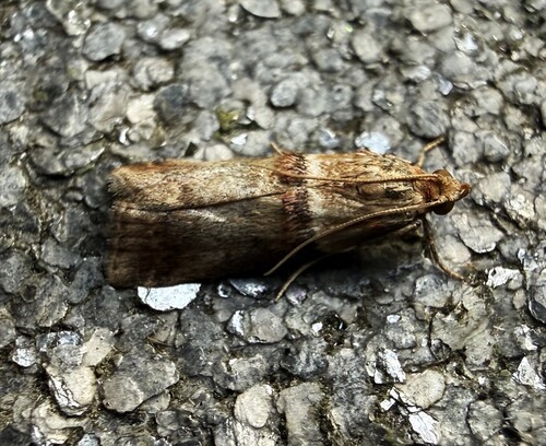 Scarce oak knot-horn, 3925 Scherpenzeel, Nederland, photo 7 of 10