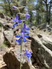 Delphinium scaposum