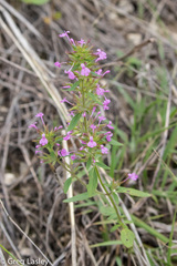 Hedeoma acinoides