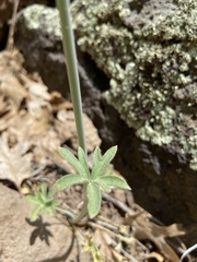 Delphinium scaposum