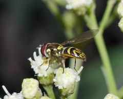 Allograpta neotropica