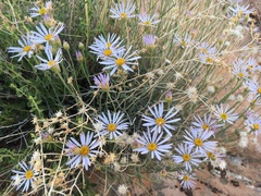 Erigeron utahensis