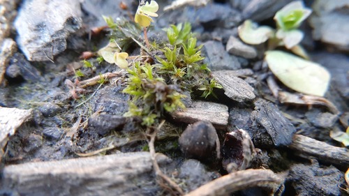 Tortula truncata observed 2026-08-20