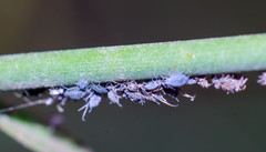Aphis cytisorum