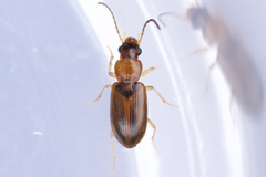 Bradycellus nigriceps