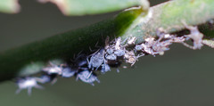 Aphis cytisorum