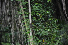 Callosciurus notatus