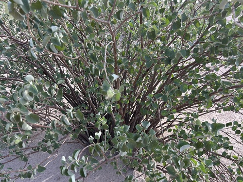 Jatropha cinerea