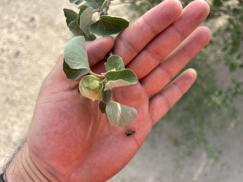 Jatropha cinerea, photograph 1