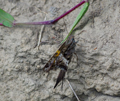 Chioides iverna