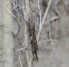 Chioides iverna