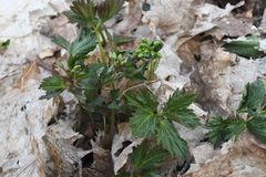Cardamine maxima