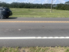 Malaclemys terrapin centrata