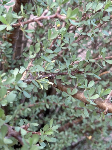 Jatropha cuneata, photograph 6