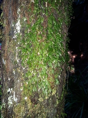 Symphyogyna subsimplex
