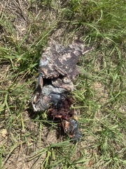 Malaclemys terrapin centrata