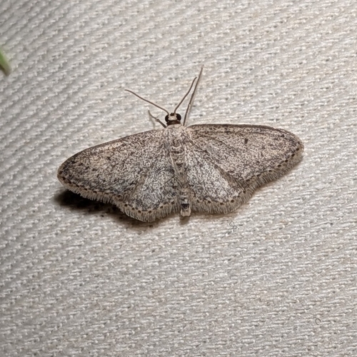 Small Dusty Wave photo 5