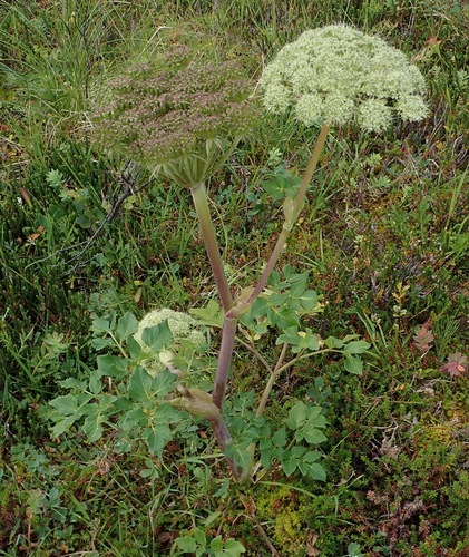Angelica lucida