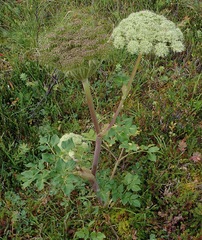 Angelica lucida