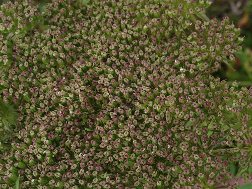 Angelica lucida, photograph 2