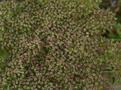 Angelica lucida, photograph (c) Donald Hampton, some rights reserved (CC BY-SA)