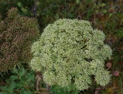 Angelica lucida, photograph (c) Donald Hampton, some rights reserved (CC BY-SA)