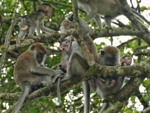 Long-tailed Macaque