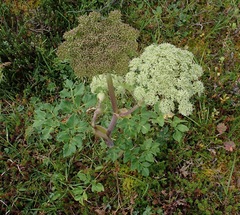 Angelica lucida, photograph (c) Donald Hampton, some rights reserved (CC BY-SA)