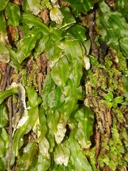 Symphyogyna subsimplex