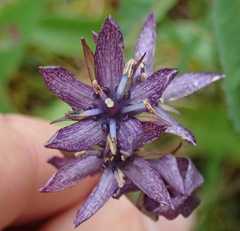 Swertia perennis, photograph (c) Donald Hampton, some rights reserved (CC BY-SA)