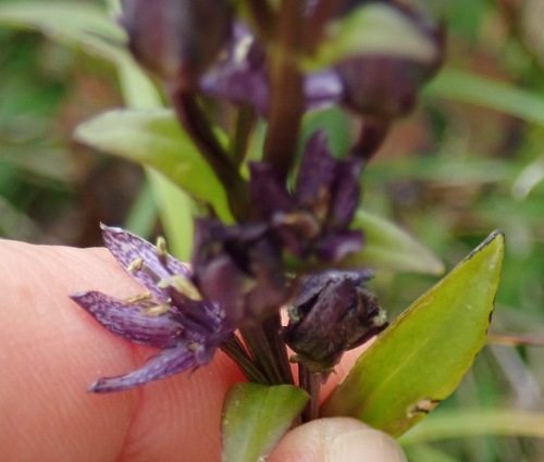 Swertia perennis, photograph 6