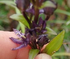 Swertia perennis, photograph (c) Donald Hampton, some rights reserved (CC BY-SA)