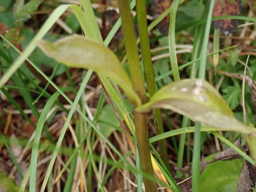 Swertia perennis, photograph 5