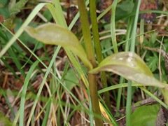 Swertia perennis, photograph (c) Donald Hampton, some rights reserved (CC BY-SA)